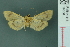  ( - RMNH.INS.19606)  @12 [ ] Unspecified (default): All Rights Reserved  Unspecified Unspecified