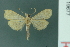  ( - RMNH.INS.19677)  @13 [ ] Unspecified (default): All Rights Reserved  Unspecified Unspecified
