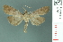  ( - RMNH.INS.19706)  @11 [ ] Unspecified (default): All Rights Reserved  Unspecified Unspecified