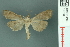  ( - RMNH.INS.19706)  @11 [ ] Unspecified (default): All Rights Reserved  Unspecified Unspecified