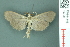  ( - RMNH.INS.19709)  @13 [ ] Unspecified (default): All Rights Reserved  Unspecified Unspecified