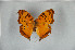  (Junonia cuama - LepMala291)  @11 [ ] CreativeCommons - Attribution Non-Commercial Share-Alike (2015) NTNU University Museum, Department of Natural History NTNU University Museum, Department of Natural History