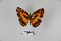  ( - LepMala308)  @11 [ ] CreativeCommons - Attribution Non-Commercial Share-Alike (2015) NTNU University Museum, Department of Natural History NTNU University Museum, Department of Natural History