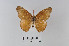 (Sallya moranti - LepMala318)  @11 [ ] CreativeCommons - Attribution Non-Commercial Share-Alike (2015) NTNU University Museum, Department of Natural History NTNU University Museum, Department of Natural History