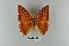  ( - LepMala379)  @11 [ ] CreativeCommons - Attribution Non-Commercial Share-Alike (2015) NTNU University Museum, Department of Natural History NTNU University Museum, Department of Natural History
