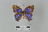  ( - LepMala530)  @11 [ ] CreativeCommons - Attribution Non-Commercial Share-Alike (2016) NTNU University Museum, Department of Natural History NTNU University Museum, Department of Natural History