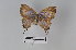  ( - LepMala532)  @11 [ ] CreativeCommons - Attribution Non-Commercial Share-Alike (2016) NTNU University Museum, Department of Natural History NTNU University Museum, Department of Natural History