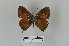  (Uranothauma crawshayi - LepMala562)  @11 [ ] CreativeCommons - Attribution Non-Commercial Share-Alike (2016) NTNU University Museum, Department of Natural History NTNU University Museum, Department of Natural History