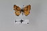  (Uranothauma poggei - LepMala565)  @11 [ ] CreativeCommons - Attribution Non-Commercial Share-Alike (2016) NTNU University Museum, Department of Natural History NTNU University Museum, Department of Natural History