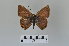  (Anthene lunulata - LepMala572)  @11 [ ] CreativeCommons - Attribution Non-Commercial Share-Alike (2016) NTNU University Museum, Department of Natural History NTNU University Museum, Department of Natural History