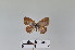  ( - LepMala591)  @11 [ ] CreativeCommons - Attribution Non-Commercial Share-Alike (2016) NTNU University Museum, Department of Natural History NTNU University Museum, Department of Natural History