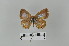  ( - LepMala601)  @11 [ ] CreativeCommons - Attribution Non-Commercial Share-Alike (2016) NTNU University Museum, Department of Natural History NTNU University Museum, Department of Natural History