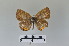  ( - LepMala605)  @11 [ ] CreativeCommons - Attribution Non-Commercial Share-Alike (2016) NTNU University Museum, Department of Natural History NTNU University Museum, Department of Natural History