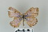  (Lepidochrysops aethiopia - LepMala606)  @11 [ ] CreativeCommons - Attribution Non-Commercial Share-Alike (2016) NTNU University Museum, Department of Natural History NTNU University Museum, Department of Natural History