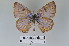  ( - LepMala607)  @11 [ ] CreativeCommons - Attribution Non-Commercial Share-Alike (2016) NTNU University Museum, Department of Natural History NTNU University Museum, Department of Natural History