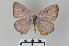  ( - LepMala608)  @11 [ ] CreativeCommons - Attribution Non-Commercial Share-Alike (2016) NTNU University Museum, Department of Natural History NTNU University Museum, Department of Natural History