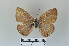  (Lepidochrysops longifalces - LepMala609)  @11 [ ] CreativeCommons - Attribution Non-Commercial Share-Alike (2016) NTNU University Museum, Department of Natural History NTNU University Museum, Department of Natural History