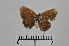  ( - LepMala623)  @11 [ ] CreativeCommons - Attribution Non-Commercial Share-Alike (2016) NTNU University Museum, Department of Natural History NTNU University Museum, Department of Natural History