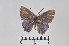  ( - LepMala628)  @11 [ ] CreativeCommons - Attribution Non-Commercial Share-Alike (2016) NTNU University Museum, Department of Natural History NTNU University Museum, Department of Natural History