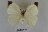  ( - LepMala690)  @11 [ ] Creative Commons  Attribution Non-Commercial Share-Alike (2016) NTNU University Museum, Department of Natural History NTNU University Museum, Department of Natural History