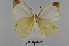  ( - LepMala690)  @11 [ ] Creative Commons  Attribution Non-Commercial Share-Alike (2016) NTNU University Museum, Department of Natural History NTNU University Museum, Department of Natural History