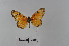  ( - LepMala742)  @11 [ ] Creative Commons  Attribution Non-Commercial Share-Alike (2016) NTNU University Museum, Department of Natural History NTNU University Museum, Department of Natural History