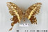  ( - LepMala110)  @11 [ ] CreativeCommons - Attribution Non-Commercial Share-Alike (2015) NTNU University Museum, Department of Natural History NTNU University Museum, Department of Natural History