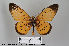  ( - LepMala178)  @14 [ ] CreativeCommons - Attribution Non-Commercial Share-Alike (2015) NTNU University Museum, Department of Natural History NTNU University Museum, Department of Natural History