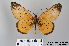  ( - LepMala179)  @11 [ ] CreativeCommons - Attribution Non-Commercial Share-Alike (2015) NTNU University Museum, Department of Natural History NTNU University Museum, Department of Natural History