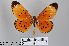  ( - LepMala181)  @11 [ ] CreativeCommons - Attribution Non-Commercial Share-Alike (2015) NTNU University Museum, Department of Natural History NTNU University Museum, Department of Natural History
