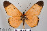  ( - LepMala183)  @11 [ ] CreativeCommons - Attribution Non-Commercial Share-Alike (2015) NTNU University Museum, Department of Natural History NTNU University Museum, Department of Natural History