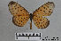  ( - LepMala198)  @11 [ ] CreativeCommons - Attribution Non-Commercial Share-Alike (2015) NTNU University Museum, Department of Natural History NTNU University Museum, Department of Natural History
