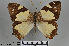  ( - LepMala214)  @11 [ ] CreativeCommons - Attribution Non-Commercial Share-Alike (2015) NTNU University Museum, Department of Natural History NTNU University Museum, Department of Natural History