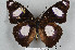  ( - LepMala239)  @11 [ ] CreativeCommons - Attribution Non-Commercial Share-Alike (2015) NTNU University Museum, Department of Natural History NTNU University Museum, Department of Natural History