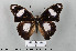  ( - LepMala240)  @11 [ ] CreativeCommons - Attribution Non-Commercial Share-Alike (2015) NTNU University Museum, Department of Natural History NTNU University Museum, Department of Natural History