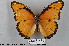  ( - LepMala242)  @14 [ ] CreativeCommons - Attribution Non-Commercial Share-Alike (2015) NTNU University Museum, Department of Natural History NTNU University Museum, Department of Natural History