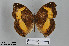  (Junonia terea - LepMala272)  @15 [ ] CreativeCommons - Attribution Non-Commercial Share-Alike (2015) NTNU University Museum, Department of Natural History NTNU University Museum, Department of Natural History