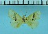  (Caissa kashungii - IJ3109)  @11 [ ] CreativeCommons - Attribution Share-Alike (2021) Jatishwor S Irungbam Academy of Sciences of the Czech Republic, Institute of Entomology