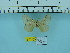  (Rhamnosa convergens - IJ-3105)  @11 [ ] CreativeCommons - Attribution Share-Alike (2021) Jatishwor Singh Irungbam Academy of Sciences of the Czech Republic, Institute of Entomology
