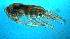  (Leptodiaptomus novamexicanus - ZMXII-260)  @14 [ ] Unspecified (default): All Rights Reserved  Unspecified Unspecified