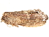  ( - BIOUG06552-E10)  @11 [ ] CreativeCommons - Attribution (2014) CBG Photography Group Centre for Biodiversity Genomics