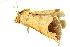  ( - BIOUG06552-F06)  @12 [ ] CreativeCommons - Attribution (2014) CBG Photography Group Centre for Biodiversity Genomics