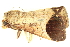 (Bocula divergens - BIOUG06552-F07)  @12 [ ] CreativeCommons - Attribution (2014) CBG Photography Group Centre for Biodiversity Genomics