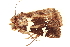  ( - BIOUG06552-G07)  @12 [ ] CreativeCommons - Attribution (2014) CBG Photography Group Centre for Biodiversity Genomics