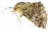  ( - BIOUG06657-B08)  @12 [ ] CreativeCommons - Attribution (2014) CBG Photography Group Centre for Biodiversity Genomics