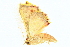  ( - BIOUG06657-D11)  @12 [ ] CreativeCommons - Attribution (2014) CBG Photography Group Centre for Biodiversity Genomics