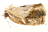  ( - BIOUG06657-F03)  @13 [ ] CreativeCommons - Attribution (2014) CBG Photography Group Centre for Biodiversity Genomics