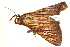  ( - BIOUG06657-G02)  @11 [ ] CreativeCommons - Attribution (2014) CBG Photography Group Centre for Biodiversity Genomics