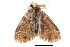  (Artaxa distracta - BIOUG06667-B04)  @14 [ ] CreativeCommons - Attribution (2014) CBG Photography Group Centre for Biodiversity Genomics