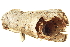  ( - BIOUG06667-C04)  @12 [ ] CreativeCommons - Attribution (2014) CBG Photography Group Centre for Biodiversity Genomics